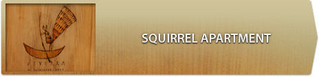 squirrel